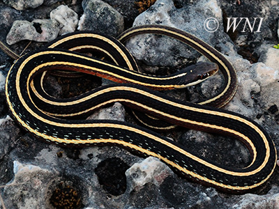 Eastern Ribbon Snake (Thamnophis sauritus)